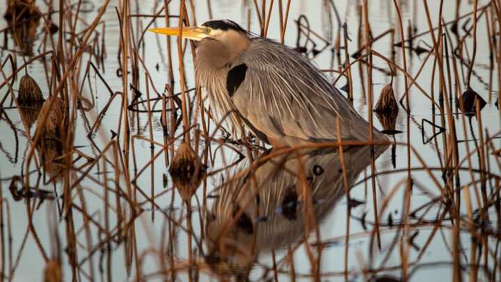 Bird sitting in water